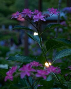 三室戸寺、あじさい、6月夏の花、京都府宇治市の観光・撮影スポットの名所