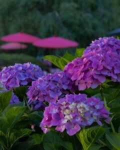 三室戸寺、あじさい、6月夏の花、京都府宇治市の観光・撮影スポットの名所