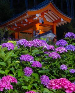 三室戸寺、あじさい、6月夏の花、京都府宇治市の観光・撮影スポットの名所