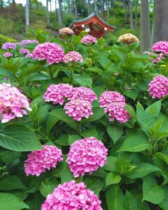 三室戸寺、あじさい、6月夏の花、京都府宇治市の観光・撮影スポットの名所