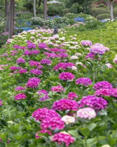 三室戸寺、あじさい、6月夏の花、京都府宇治市の観光・撮影スポットの名所