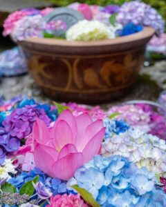 三室戸寺、あじさい、6月夏の花、京都府宇治市の観光・撮影スポットの名所