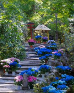 岡寺、あじさい、6月の夏の花、奈良県高市郡明日香村の観光・撮影スポットの名所