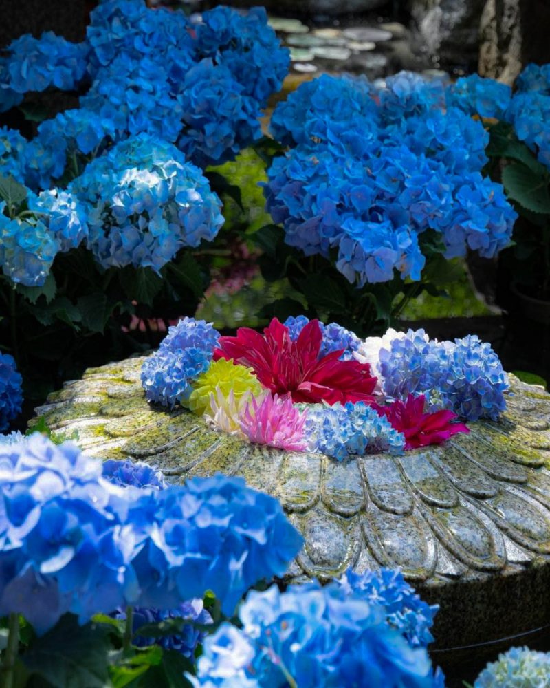 岡寺、あじさい、6月の夏の花、奈良県高市郡明日香村の観光・撮影スポットの名所