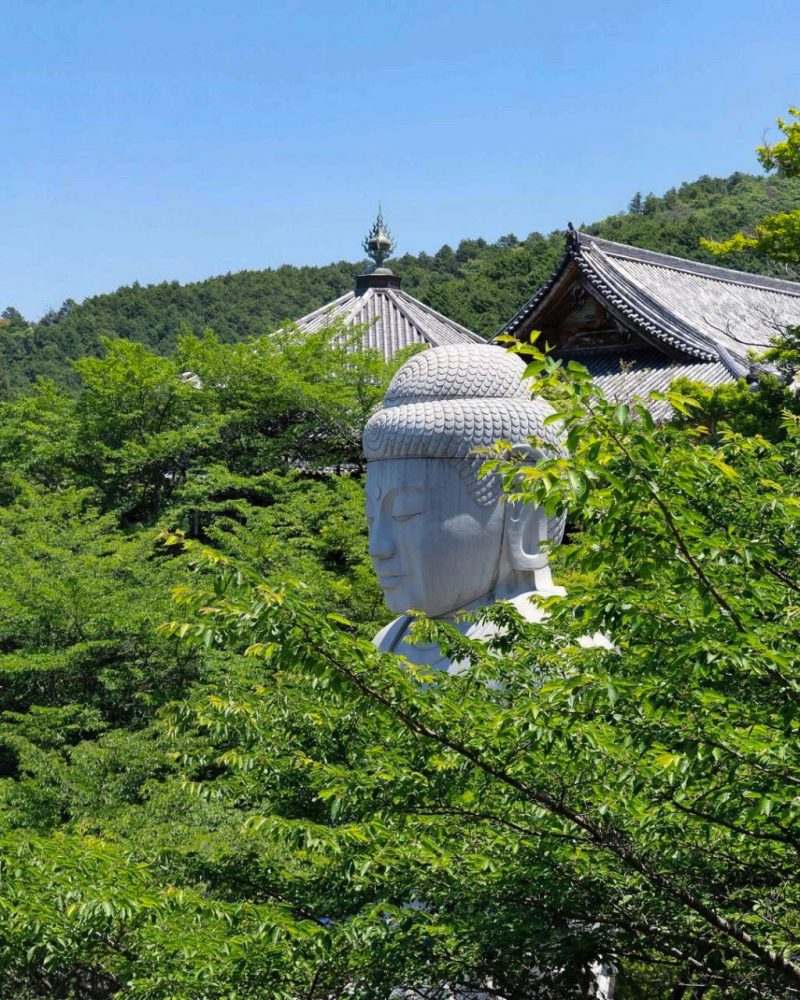 壷阪寺、あじさい、6月の夏の花、奈良県高市郡高取町の観光・撮影スポットの名所