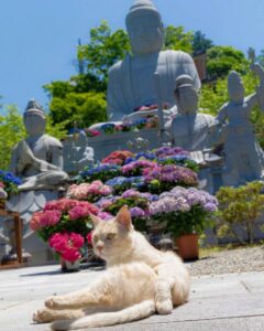 壷阪寺、あじさい、6月の夏の花、奈良県高市郡高取町の観光・撮影スポットの名所