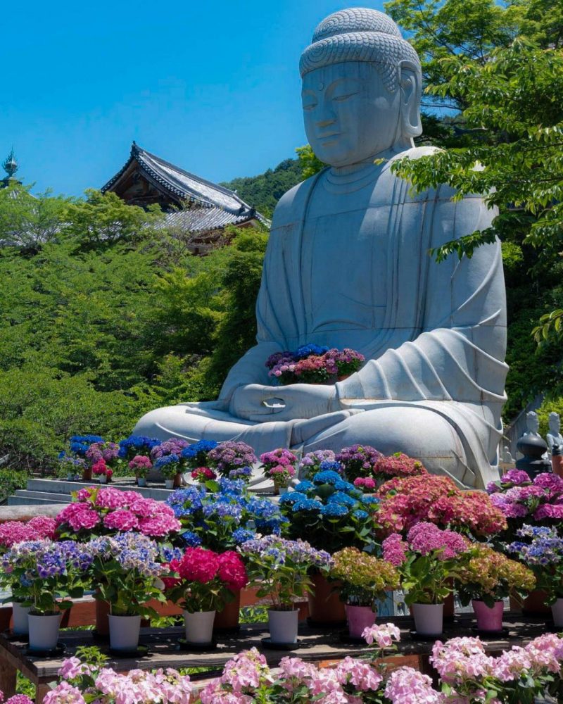 壷阪寺、あじさい、6月の夏の花、奈良県高市郡高取町の観光・撮影スポットの名所