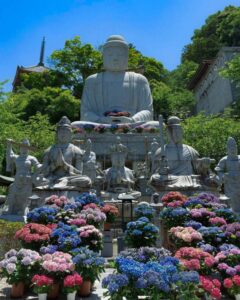 壷阪寺、あじさい、6月の夏の花、奈良県高市郡高取町の観光・撮影スポットの名所