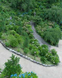 西山 善峯寺 、あじさい、6月夏の花、京都府京都市の観光・撮影スポットの名所