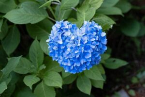 西山 善峯寺 、あじさい、6月夏の花、京都府京都市の観光・撮影スポットの名所