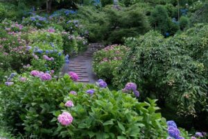 西山 善峯寺 、あじさい、6月夏の花、京都府京都市の観光・撮影スポットの名所