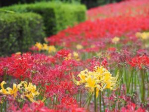 ぎふワールド・ローズガーデン、彼岸花、10月秋の花、岐阜県可児市の観光・撮影スポットの画像と写真
