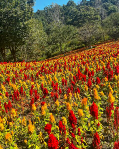 ぎふワールド・ローズガーデン、ケイトウ、9月秋の花、岐阜県可児市の観光・撮影スポットの画像と写真