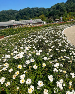 ぎふワールド・ローズガーデン、バラ、9月秋の花、岐阜県可児市の観光・撮影スポットの画像と写真