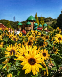ぎふワールド・ローズガーデン、ひまわり、9月秋の花、岐阜県可児市の観光・撮影スポットの画像と写真