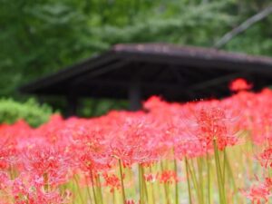 ぎふワールド・ローズガーデン、彼岸花、10月秋の花、岐阜県可児市の観光・撮影スポットの画像と写真