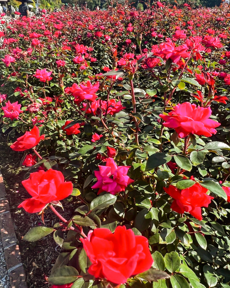 ぎふワールド・ローズガーデン、バラ、9月秋の花、岐阜県可児市の観光・撮影スポットの画像と写真