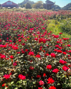 ぎふワールド・ローズガーデン、バラ、9月秋の花、岐阜県可児市の観光・撮影スポットの画像と写真