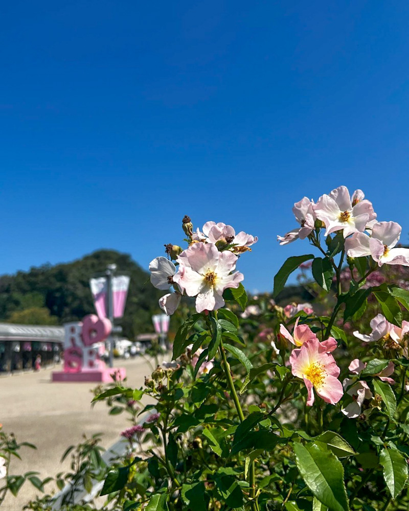 ぎふワールド・ローズガーデン、バラ、9月秋の花、岐阜県可児市の観光・撮影スポットの画像と写真