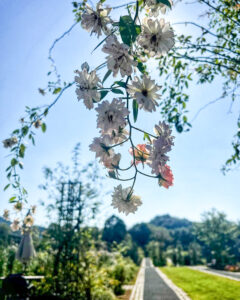 ぎふワールド・ローズガーデン、バラ、9月秋の花、岐阜県可児市の観光・撮影スポットの画像と写真