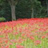 ぎふワールド・ローズガーデン、彼岸花、10月秋の花、岐阜県可児市の観光・撮影スポットの画像と写真