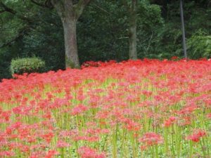 ぎふワールド・ローズガーデン、彼岸花、10月秋の花、岐阜県可児市の観光・撮影スポットの画像と写真