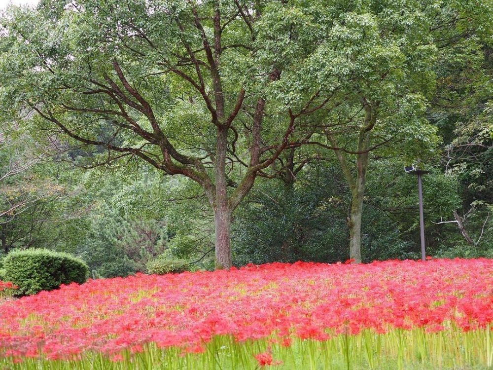 ぎふワールド・ローズガーデン、彼岸花、10月秋の花、岐阜県可児市の観光・撮影スポットの画像と写真