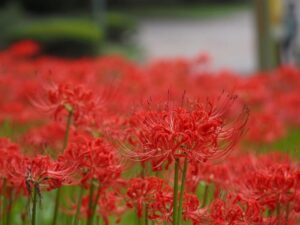 ぎふワールド・ローズガーデン、彼岸花、10月秋の花、岐阜県可児市の観光・撮影スポットの画像と写真