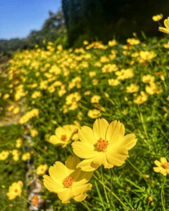 ぎふワールド・ローズガーデン、コスモス、9月秋の花、岐阜県可児市の観光・撮影スポットの画像と写真