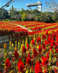 ぎふワールド・ローズガーデン、ケイトウ、9月秋の花、岐阜県可児市の観光・撮影スポットの画像と写真