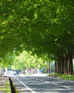 マキノ高原・メタセコイア並木、夏景色、滋賀県高島市の観光・撮影スポットの名所