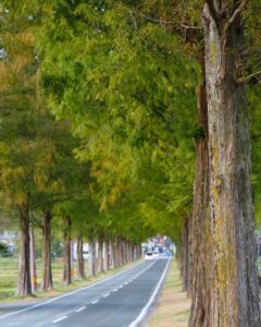 マキノ高原・メタセコイア並木、夏景色、滋賀県高島市の観光・撮影スポットの名所