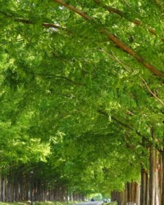 マキノ高原・メタセコイア並木、夏景色、滋賀県高島市の観光・撮影スポットの名所