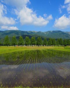 マキノ高原・メタセコイア並木、夏景色、滋賀県高島市の観光・撮影スポットの名所