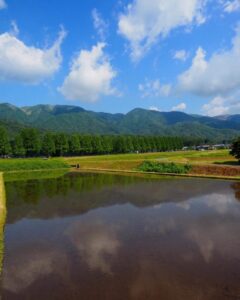 マキノ高原・メタセコイア並木、夏景色、滋賀県高島市の観光・撮影スポットの名所