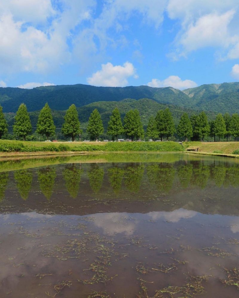 マキノ高原・メタセコイア並木、夏景色、滋賀県高島市の観光・撮影スポットの名所