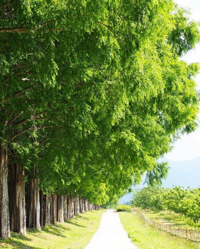 マキノ高原・メタセコイア並木、夏景色、滋賀県高島市の観光・撮影スポットの名所