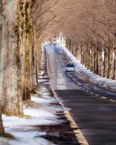 マキノ高原・メタセコイア並木、雪景色、1月冬、滋賀県高島市の観光・撮影スポットの名所