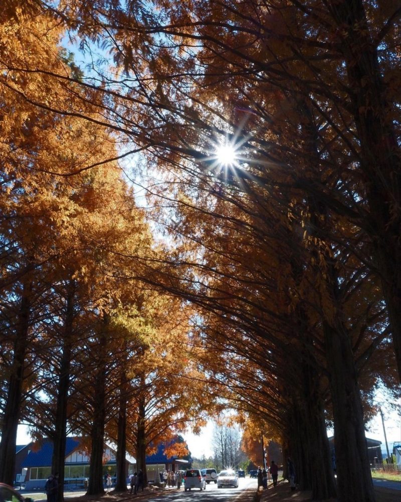 マキノ高原・メタセコイア並木、紅葉　秋11月、滋賀県高島市の観光・撮影スポットの名所