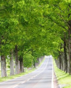 マキノ高原・メタセコイア並木、新緑、夏景色、滋賀県高島市の観光・撮影スポットの名所