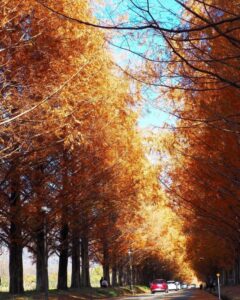 マキノ高原・メタセコイア並木、紅葉　秋11月、滋賀県高島市の観光・撮影スポットの名所