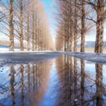 マキノ高原・メタセコイア並木、雪景色、1月冬、滋賀県高島市の観光・撮影スポットの名所