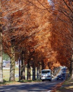 マキノ高原・メタセコイア並木、紅葉　秋11月、滋賀県高島市の観光・撮影スポットの名所