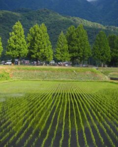 マキノ高原・メタセコイア並木、新緑、夏景色、滋賀県高島市の観光・撮影スポットの名所