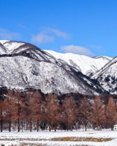 マキノ高原・メタセコイア並木、雪景色、1月冬、滋賀県高島市の観光・撮影スポットの名所