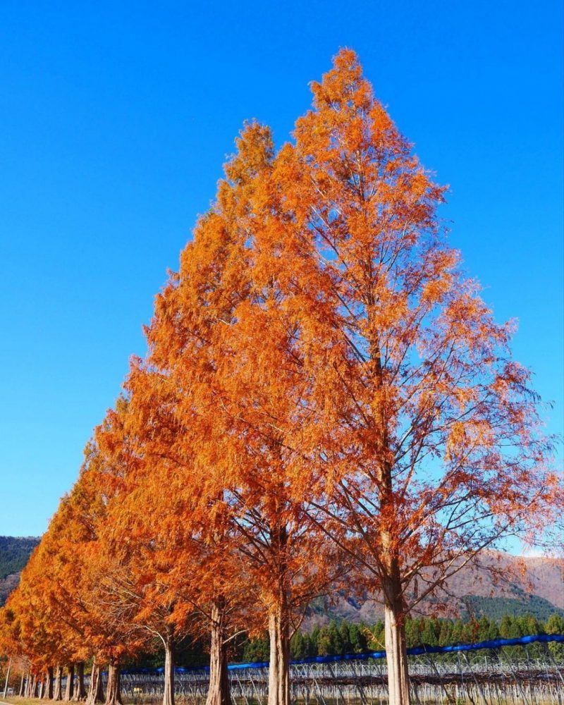 マキノ高原・メタセコイア並木、紅葉　秋11月、滋賀県高島市の観光・撮影スポットの名所