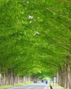 マキノ高原・メタセコイア並木、新緑、夏景色、滋賀県高島市の観光・撮影スポットの名所
