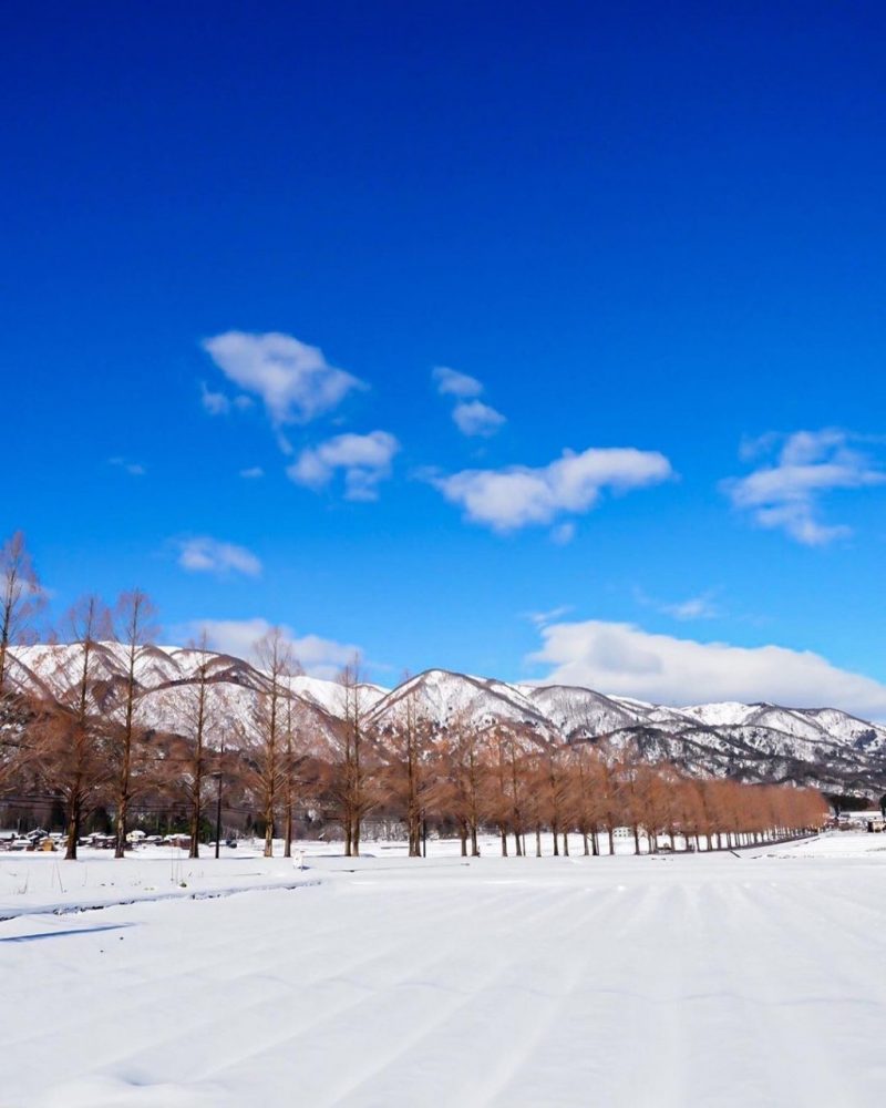 マキノ高原・メタセコイア並木、雪景色、1月冬、滋賀県高島市の観光・撮影スポットの名所