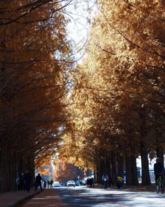 マキノ高原・メタセコイア並木、紅葉　秋11月、滋賀県高島市の観光・撮影スポットの名所
