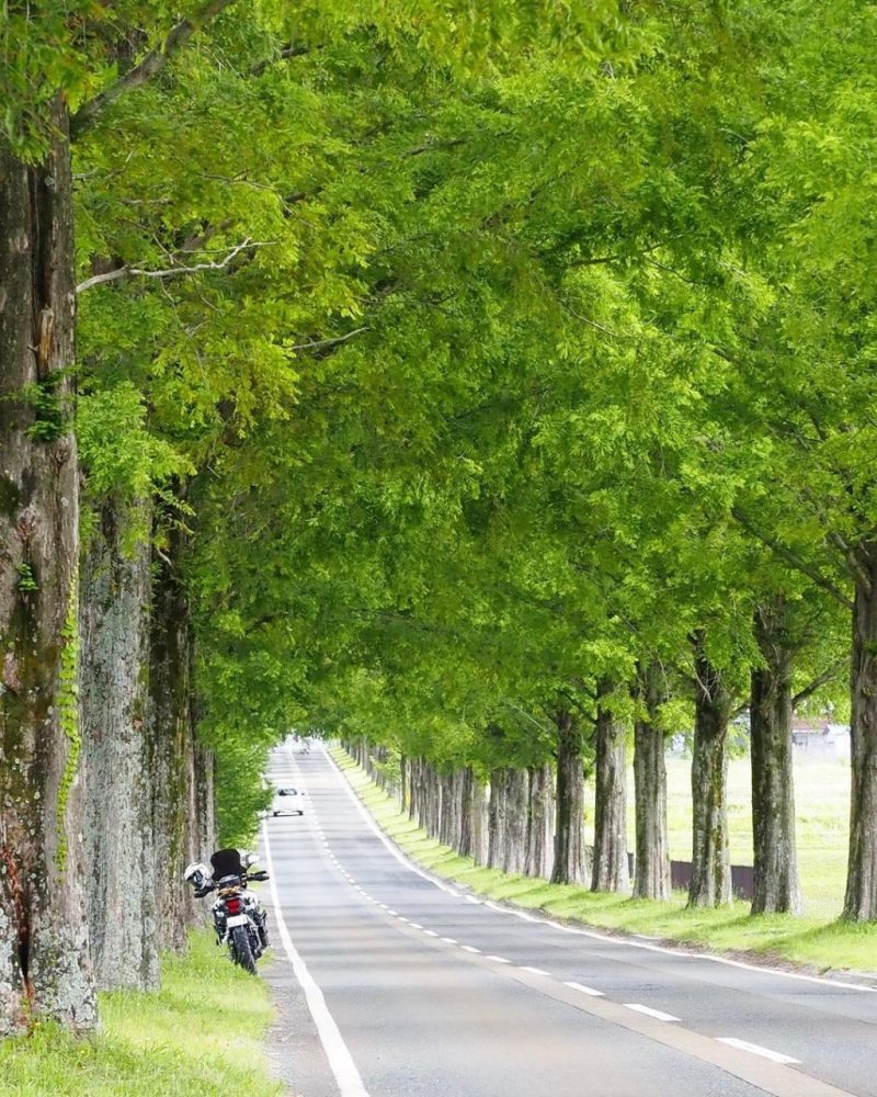 マキノ高原・メタセコイア並木、新緑、夏景色、滋賀県高島市の観光・撮影スポットの名所